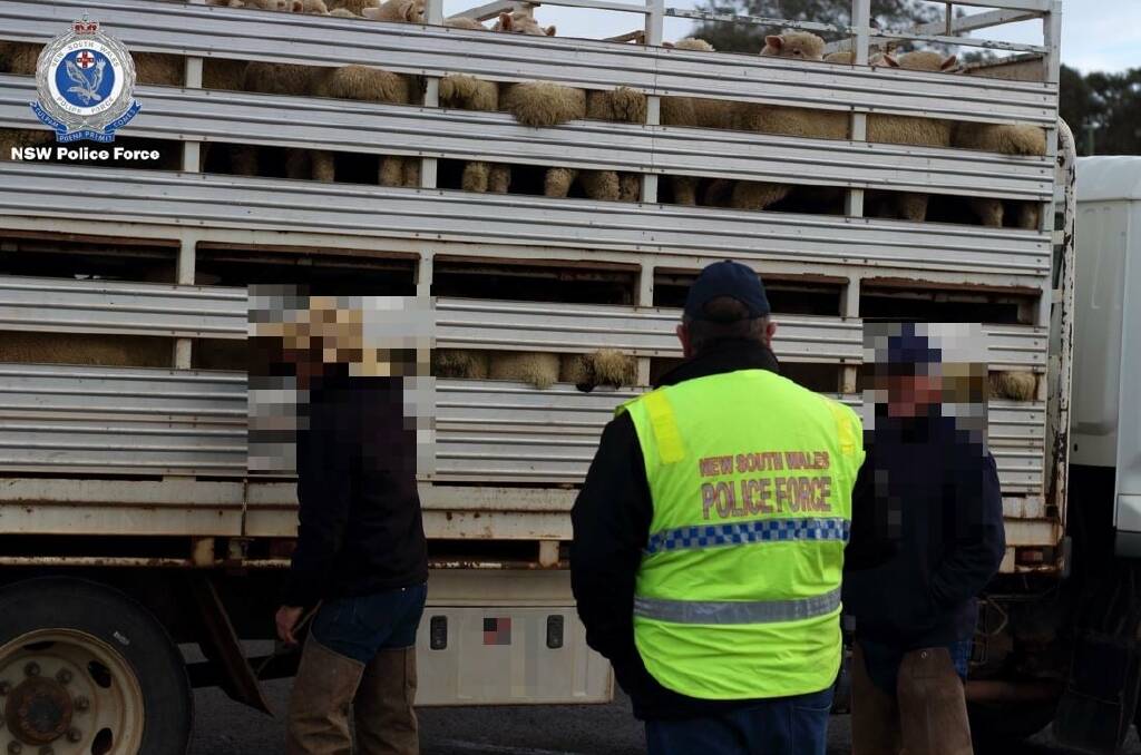 OPERATION: Police officers checking livestock carriers as part of Operation Stock Check. Police say more vehicles will be stopped in coming weeks. Photo: NSW POLICE