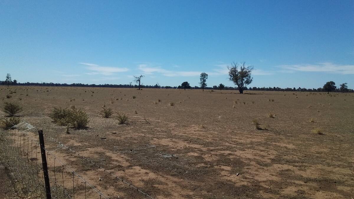 BARE NECESSITIES: A desolate farm scene north of Parkes where donated hay is being gratefully received.