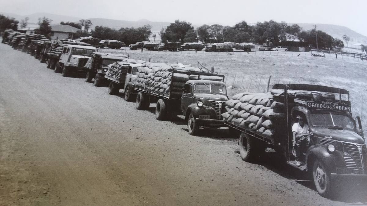 JOIN THE LINE: Long queues of truckloads of bagged wheat at a NSW delivery silo in 1949, before grain was bulk handled.