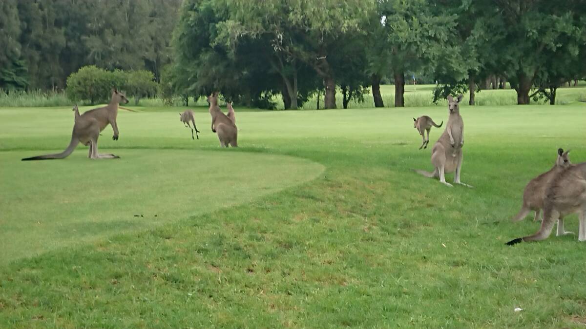 PLAY THROUGH: These kangaroos have to be chased from the greens at Batemans Bay Golf Course.