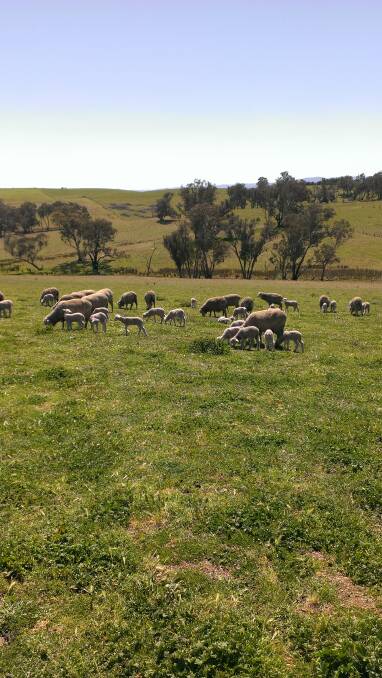 GIVING 120 PER CENT: This little group of Merino ewes is part of a much larger mob that look like achieving a 120 per cent lamb marking result.