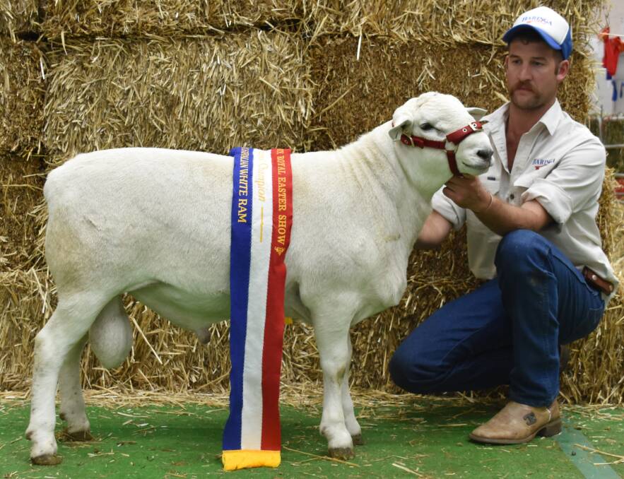 SUCCESS: Brayden Gilmore of Baringa Sheep Stud with the stud's champion Australian White ram at Sydney Royal Easter Show.