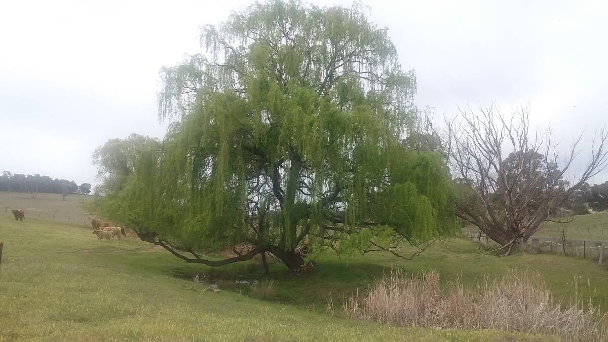 BETTER LATE THAN NEVER: These willows are some weeks late in gaining full leaf, but they will soon provide cool shade.