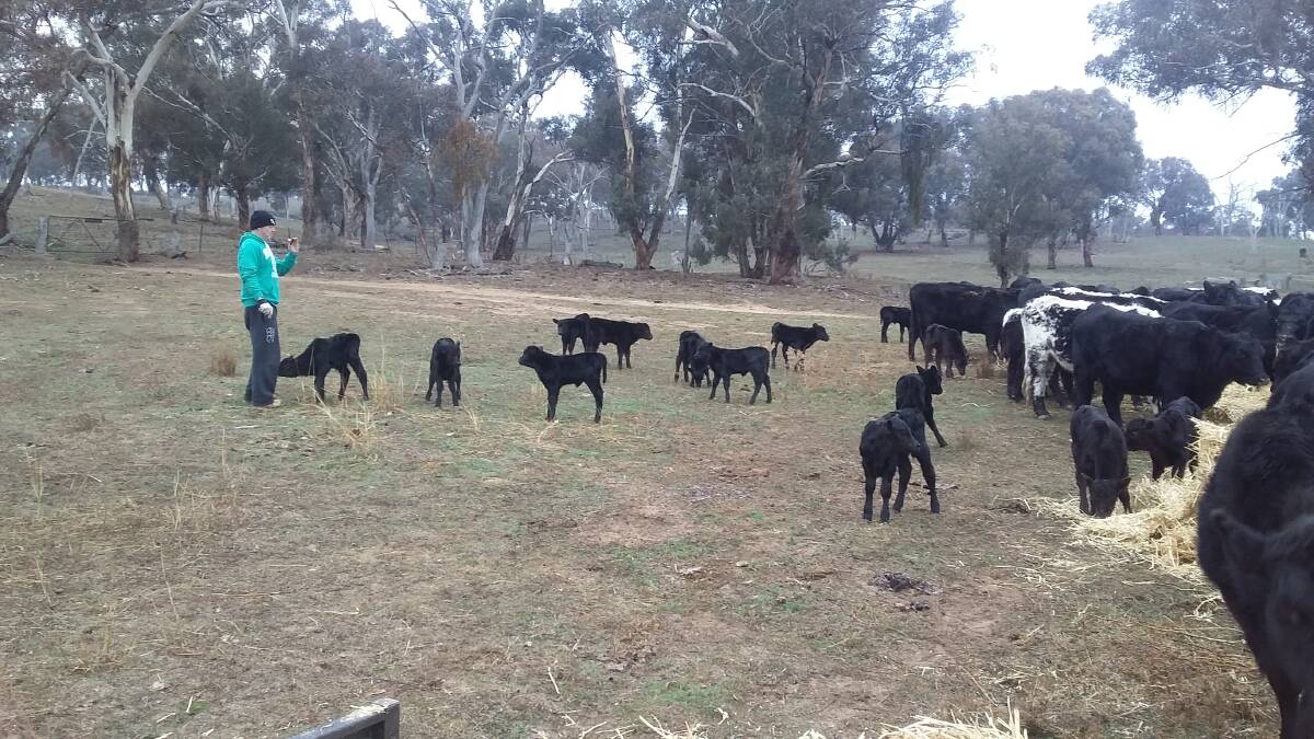 LITTLE WONDERS: From little things, big things grow. The steer calves from this pure Millah Murrah Angus herd won prizes at the 2019 CTLX classic weaner sale. They had been on-sold to new owners Andrew and Ros Larnach, Rockley.