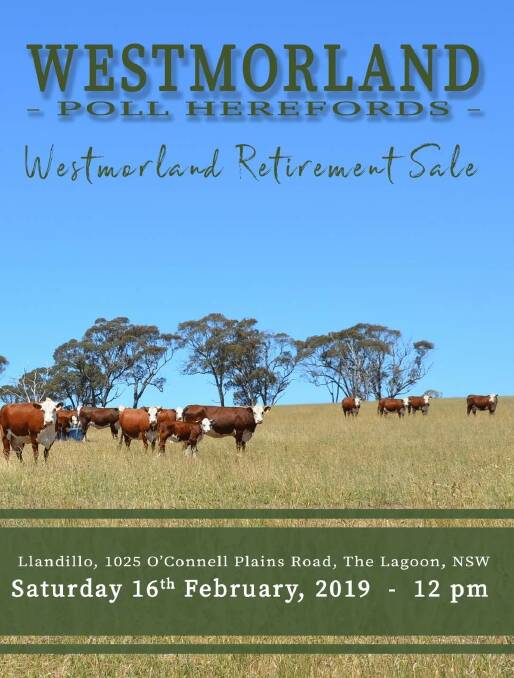 ON DISPLAY: I borrowed this flyer as it shows the quality of the cattle.