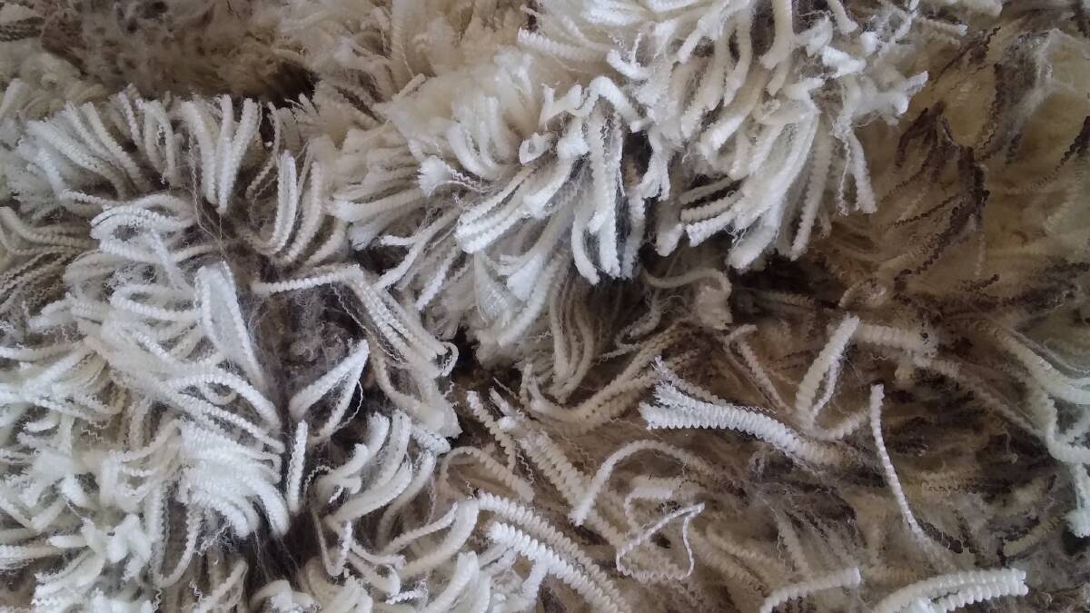 IN FOCUS: A 17.4-micron fleece from a Glenwood reserve stud ram looks great in a close-up image.