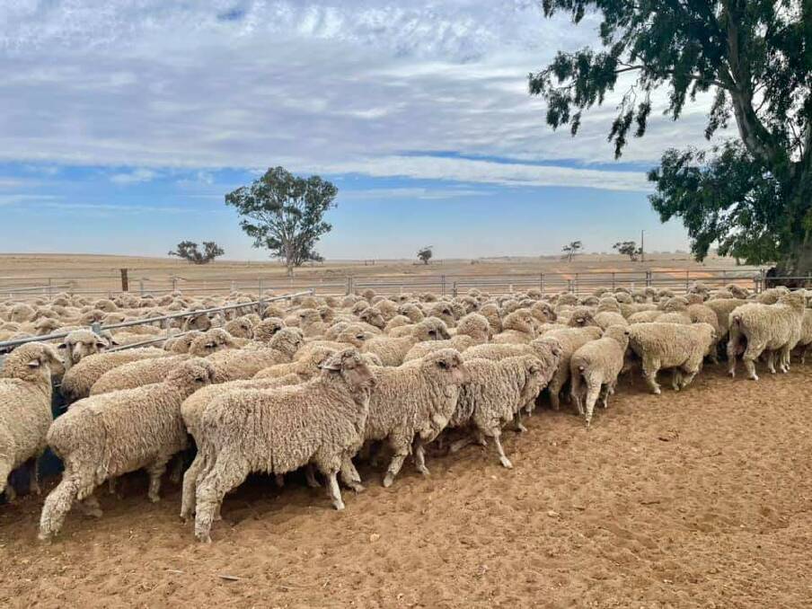 WALK THIS WAY: This flock is part of a Merino sire evaluation in central South Australia with dry country in the background.