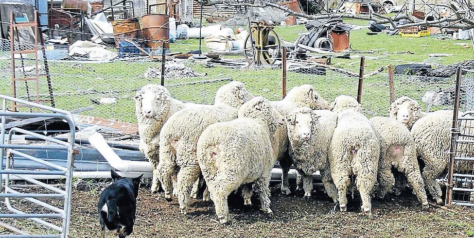 What's on | Burraga Sheep Show cancelled due to the virus