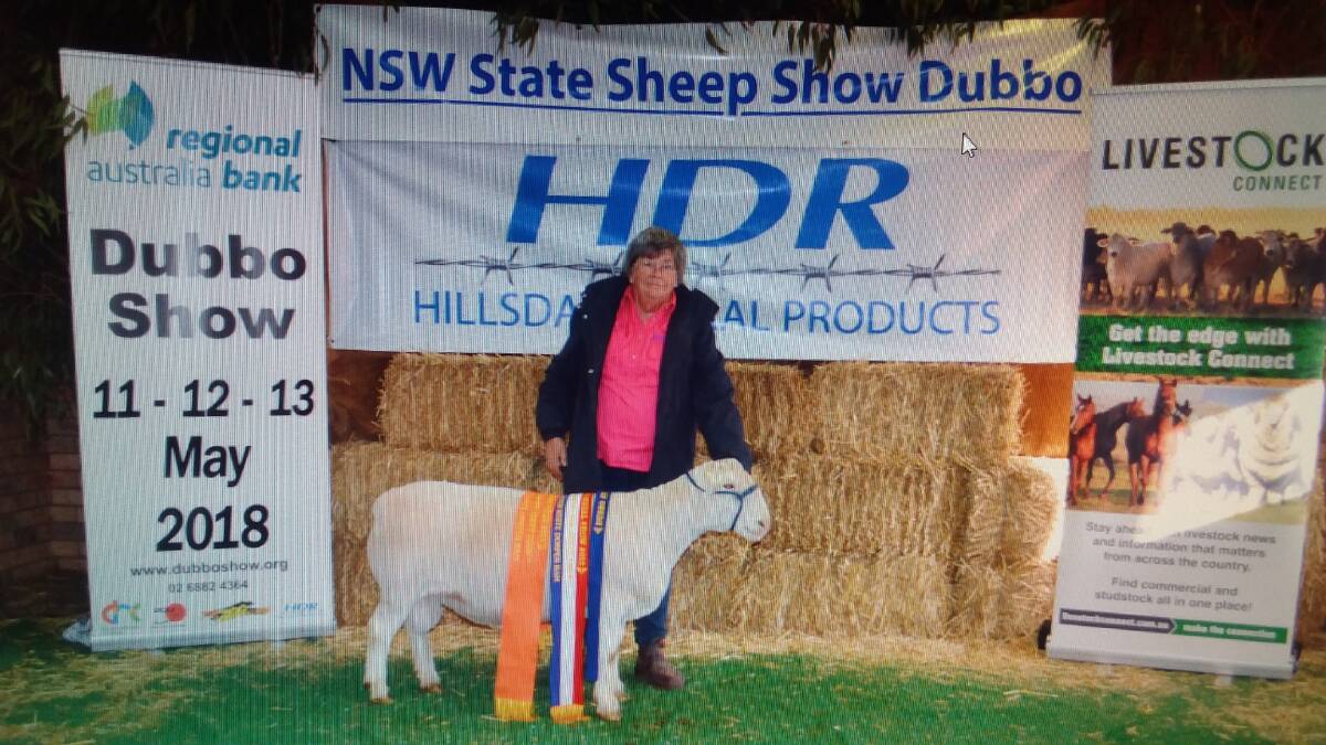 STATE OF JOY: Diana Stewart’s grand champion White Dorper ram at the State Sheep Show in Dubbo. He certainly looked the part with his prize-winning ribbons.