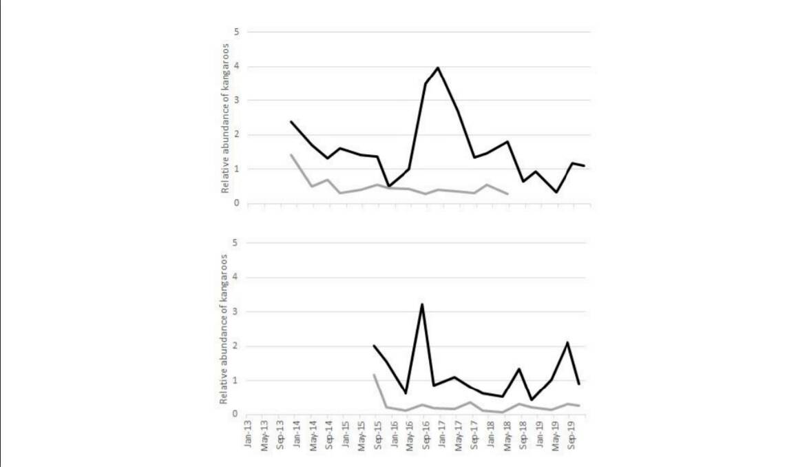 Kangaroo abundance trends inside (black lines) and outside (grey lines) the agricultural exclusion fences at Morven (top) and Tambo (bottom) in western Queensland, 20132019, from unpublished data from research in progress.