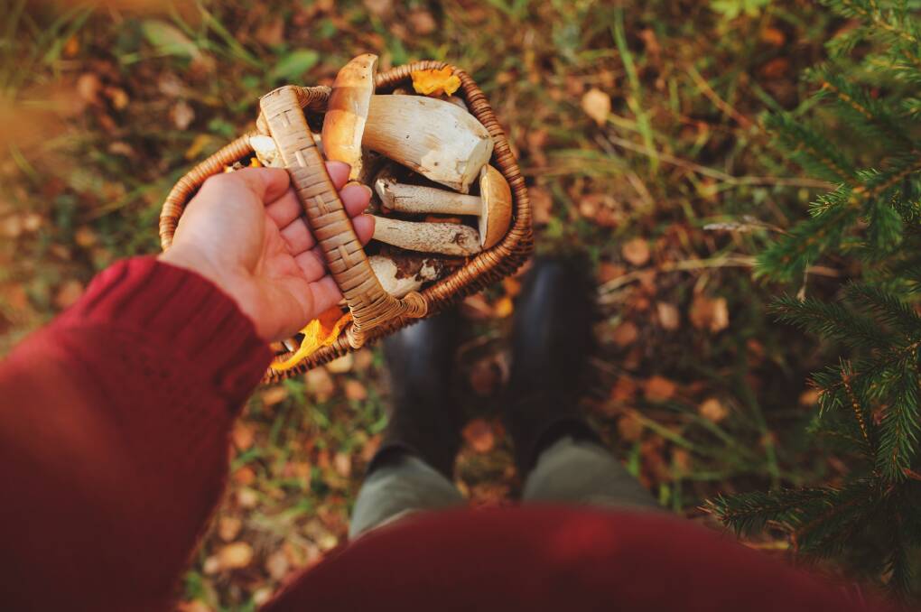 Mushroom Meander: Forage for fungi this weekend. Photo: Maria Evseyeva/Shutterstock