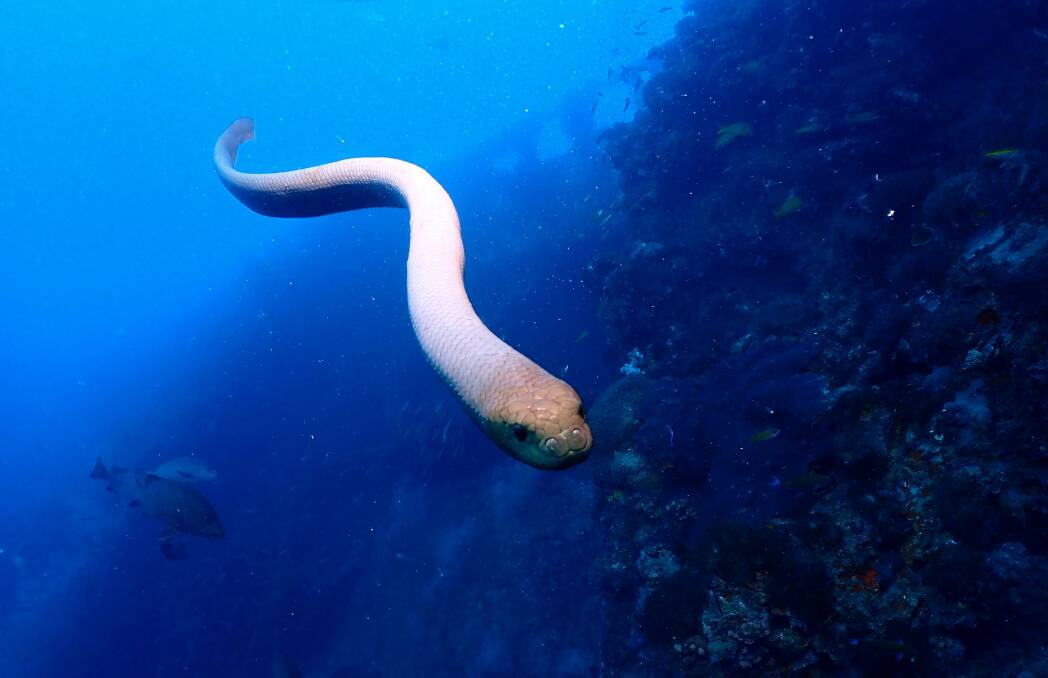 SNAKE BACHELLORETTE: Jilted sea snakes will attach to the nearest scuba diver in the hopes of finding a mate. Picture: Jack Breedon (supplied)