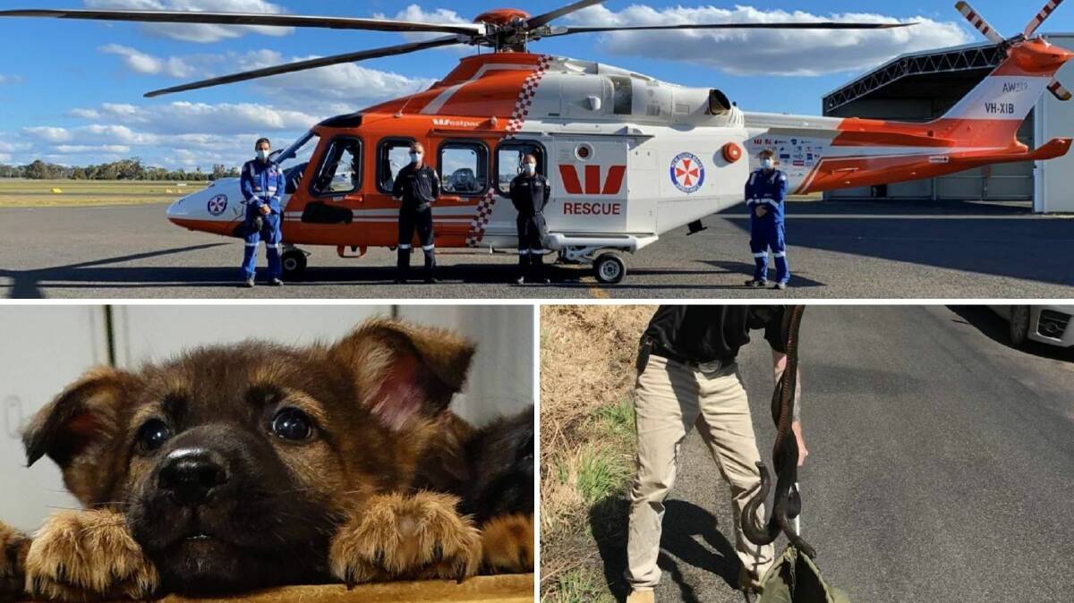 THE WEEK IN VIDEOS: Helicopters in the sky, police dogs on the ground and fighting snakes in the bush.