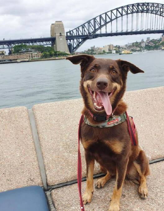 Pictures: Mad Dog and Englishman dog training (Instagram)