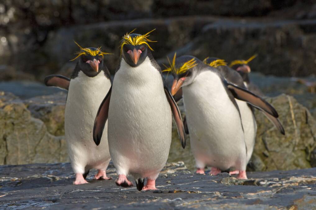 Real-life: crested penguins.