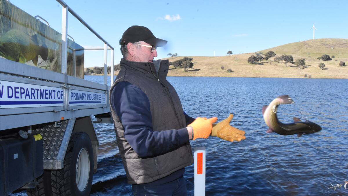 Blayney Shire mayor Scott Ferguson with one of the rainbow trout that have been released into Carcoar Dam. Photo: MARK LOGAN