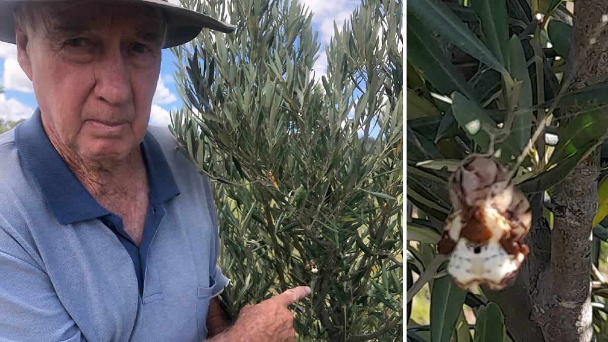 Inverell resident Barry Croft shows where he found the Bird-dropping, or Death's head spider, tucked on a leaf on one of his olive trees. Picture supplied