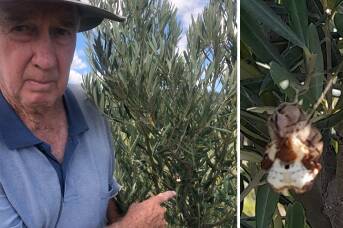 Experts surprised as rare spider found nesting in unexpected region