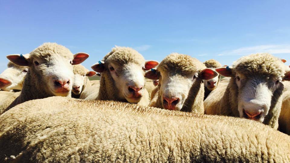 Graziers warned of sheep loss. Photo: FILE.