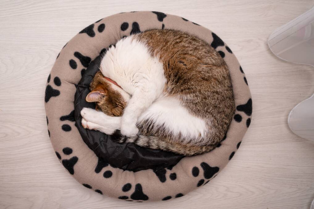 Snug as a bug: Winter might be coming to an end, but your furry friend will like one of these soft pet beds all year round. Spoil them this International Cat Day with deals from Australian Coupons. Photo: Shutterstock