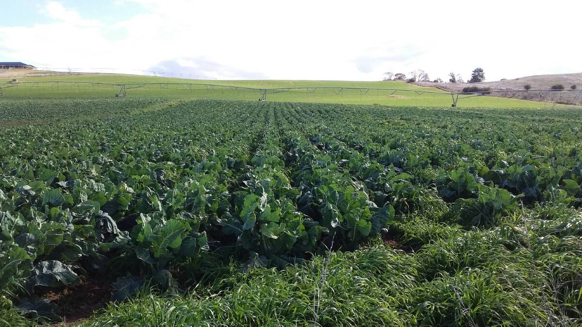 TOP CROP: Leading vegetable growers Mick and Steph Cook have this stand of vegies looking good at their Gormans Hill property near Bathurst.