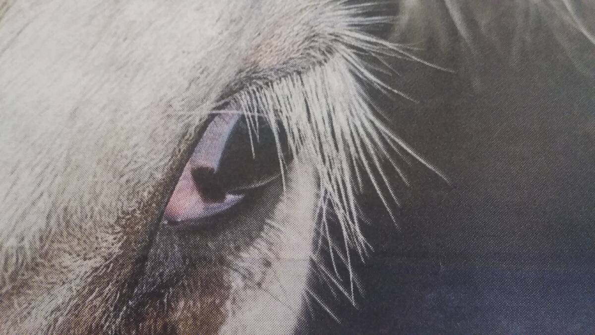 EYE DO: Do you think this Murray cross heifer is using false eye lashes?