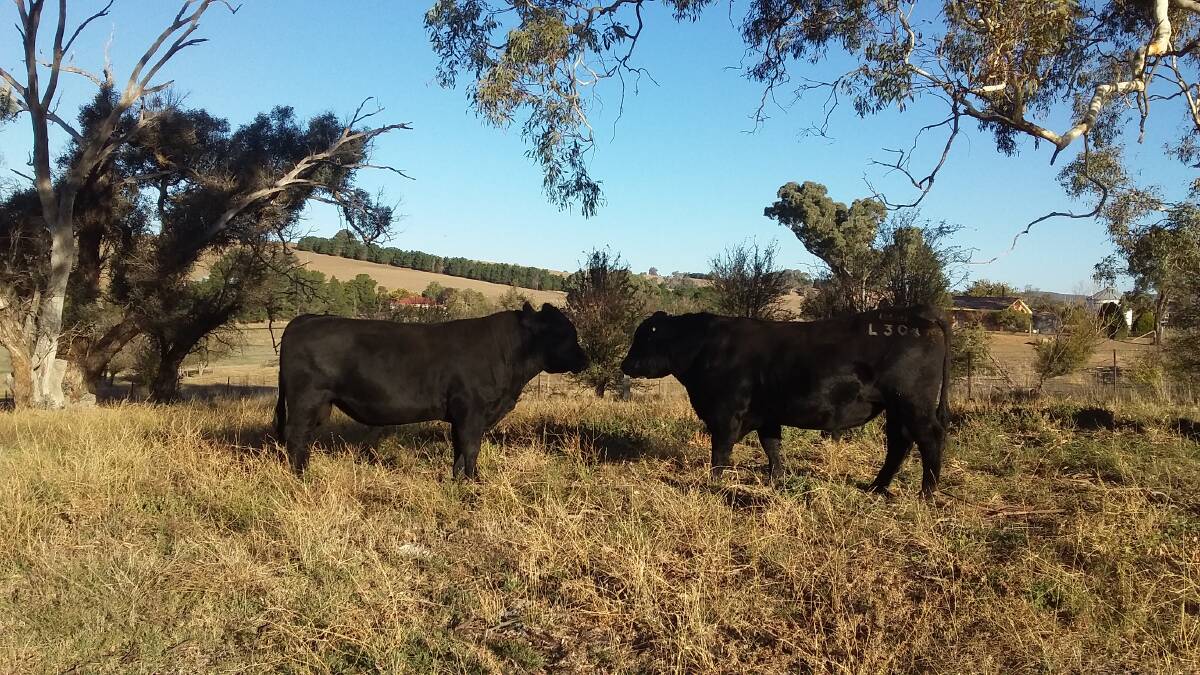 EYE TO EYE: Were these young Angus bulls just looking or were they having impure thoughts?