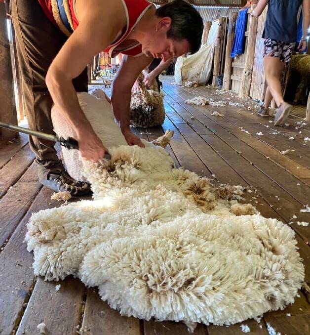 BEND YOUR BACK: A professional shearer near Mitchell, Queensland with another Mumblebone bloodline fleece.