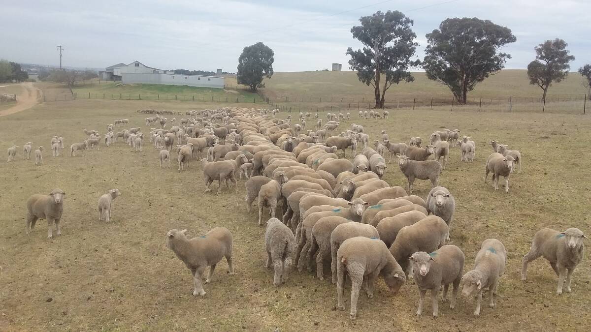 DRY ARGUMENT: Grain feeding of sheep is now a common sight across the district as the long dry continues.