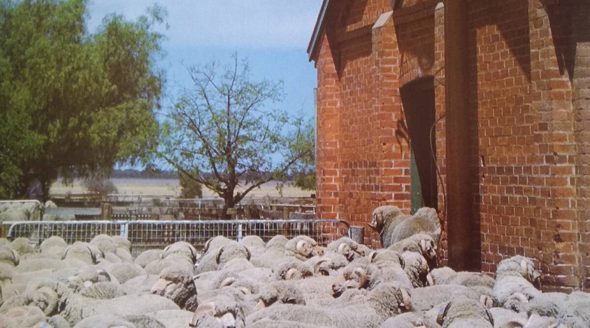RAM RAID: Dry conditions at Harden have caused these young rams to go to church for assistance. Photo: SUPPLIED