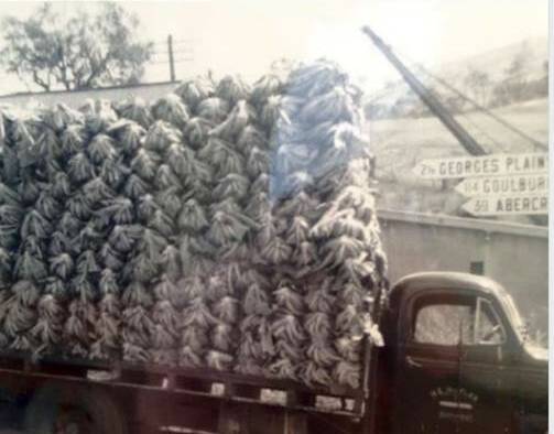 PILED HIGH: The way cauliflowers used to go to the Sydney markets - no ropes, just properly packed.