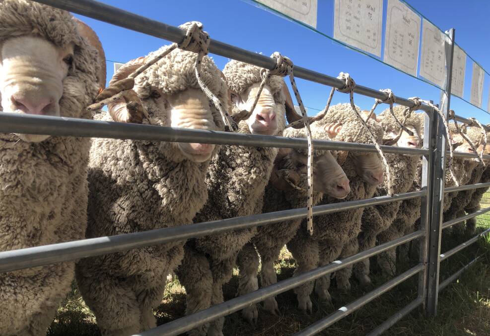 TOP DOLLAR: A pen of rams at the Fosterfield Fine Wools on-property sale over the weekend. Photo: SUPPLIED