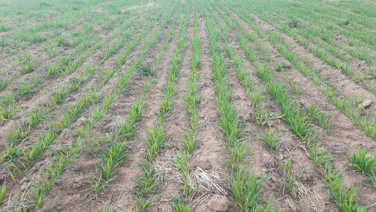 GREEN SHOOTS: Ian Anderson sowed this blackbutt oats with a Great Plains seeder. Photo: SUPPLIED