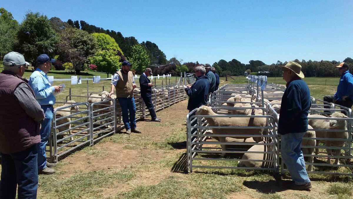 FUNDRAISER: The selling team from JJ Dresser, Woodstock, auctions Lot 1 at the Mount Bathurst poll dorset sale. The pen sold for $850 and the proceeds were donated to cancer research.