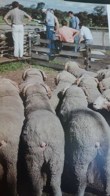 REAR VIEW: A penny for the thoughts of this battery of stud rams. Photo: SUPPLIED