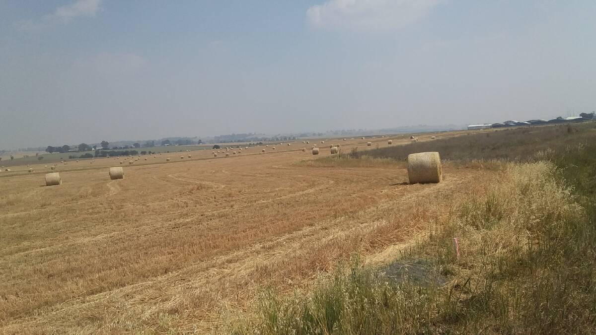 ROUND-UP: A baled cereal crop near Bathurst Airport is a great sight.