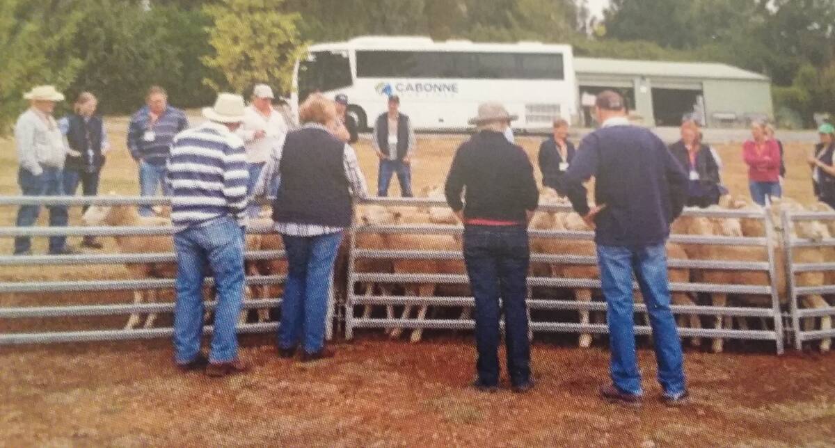 RAM RAID: An open day at the Mount Bathurst stud at Black Springs.