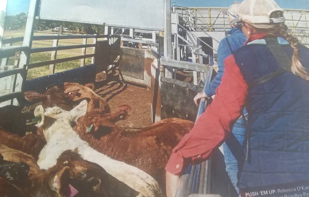 SAFETY FIRST: These girls knew not to go into a crush zone with cattle.