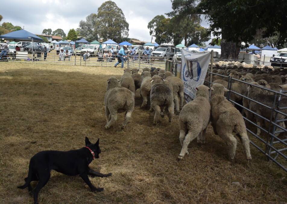 ALWAYS POPULAR: The event is a traditional 'ag show', which wouldn't be complete without the spectacle that is yard dog trials. Photos: Supplied