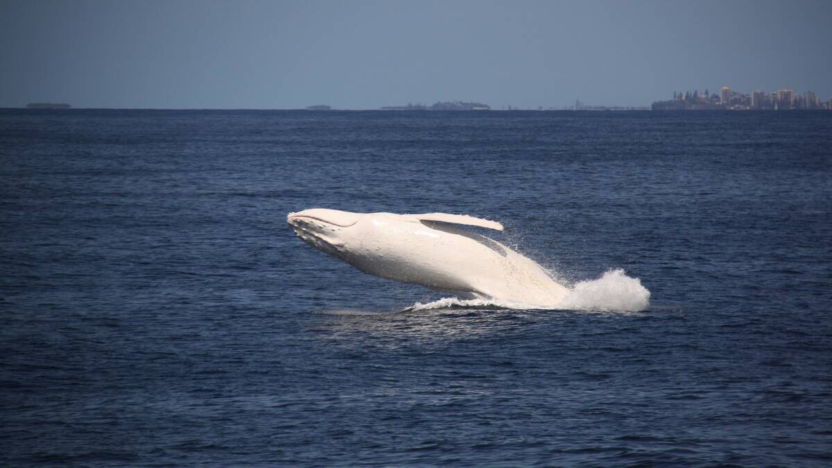 Migaloo off the Gold Coast in September 2012. Photo: AAP Image/Supplied by Sea World Whale Watch