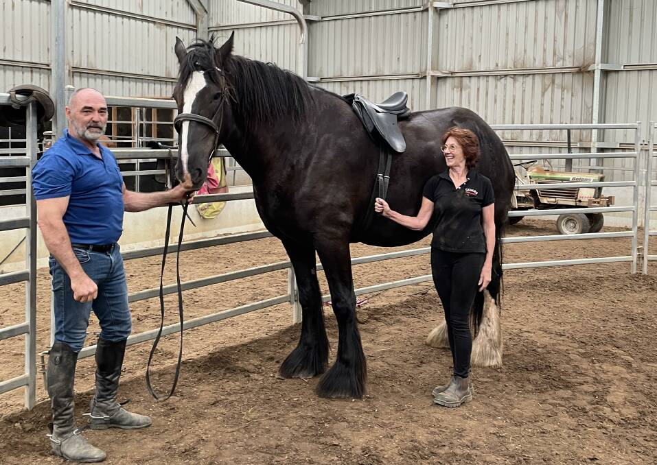 WARM UP: Cedars Stormy George tries on his new saddle as part of his preparation for this years Sydney Royal with Scott Brodie and Helene Scarf. Images: Supplied