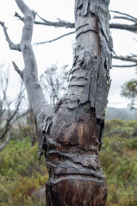 A dead snow gum with tell-tale signs of the phoracantha beetle's damage. Picture: Kate Matthews
