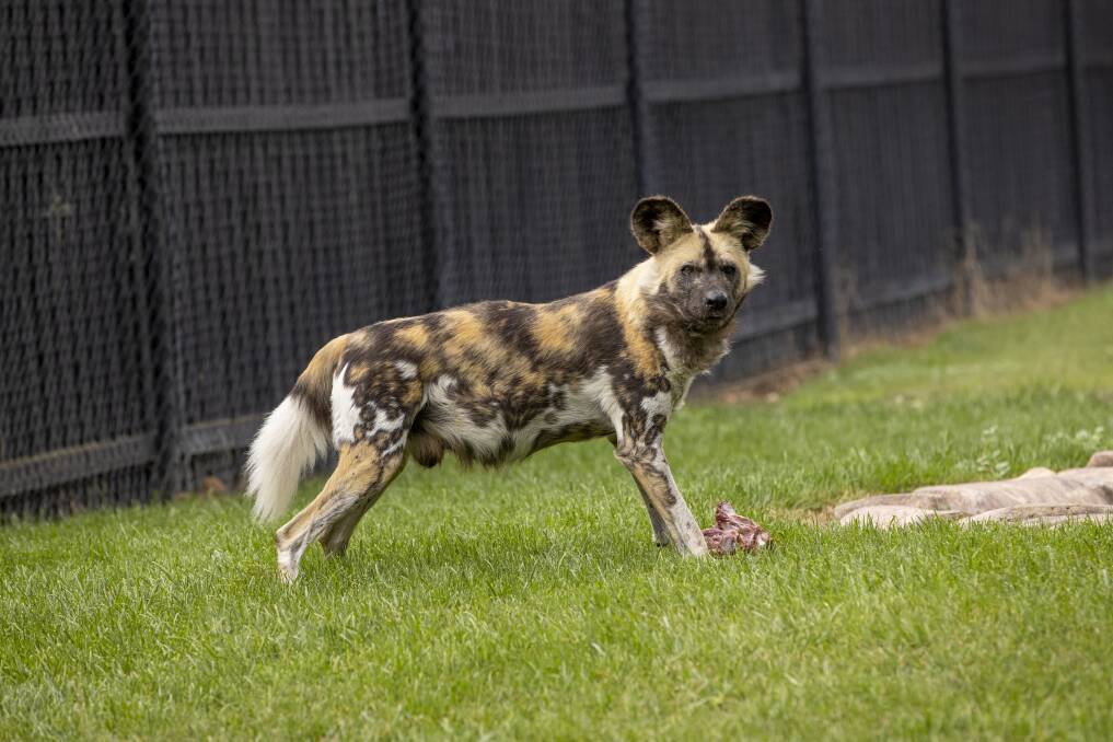 The new dogs are part of a bachelor group at the zoo. Picture: Keegan Carroll