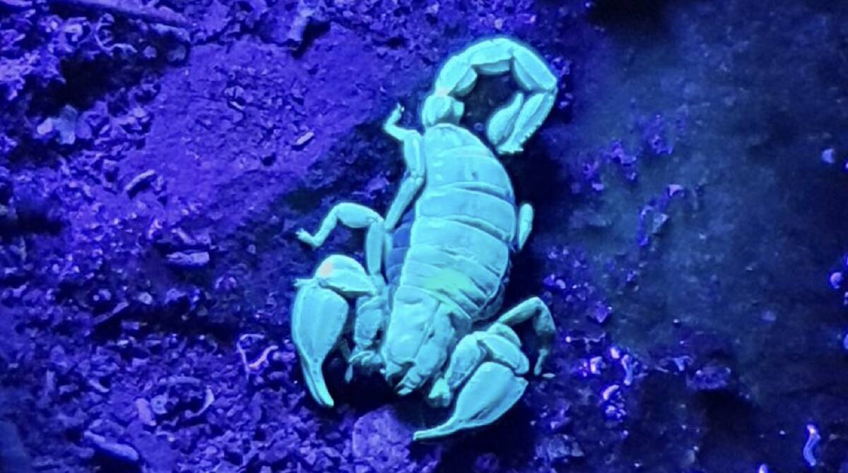 Scorpions like this one in the Canberra Nature Park are easy to spot under UV Light. Picture by Lauren Ogden