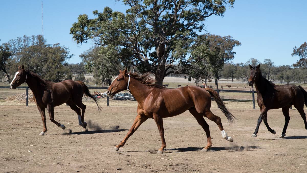 These ex-racehorses are part of a rehoming program supported by Racing NSW that saw the horses used as therapy at a correctional centre near Muswellbrook.