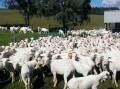 Why not head along to the 62nd Burraga Sheep Show and Country Fair? 