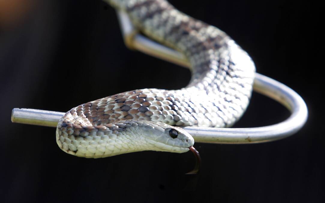 A tiger snake (pictured in a file photo) interrupted a Good Friday footy match in Finley.
