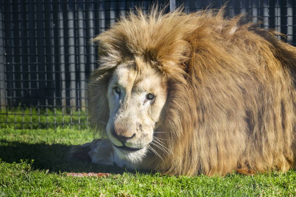 Call of the jungle: Australia’s best wildlife parks Call of the jungle: Australia’s best wildlife parks