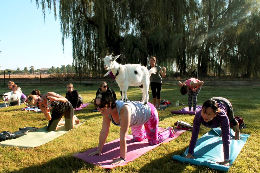 SOMETHING NEW: Mayfield Garden, with the assistance of Pranayayoga, will hold a yoga retreat that includes a session of goat yoga. Photo: SUPPLIED