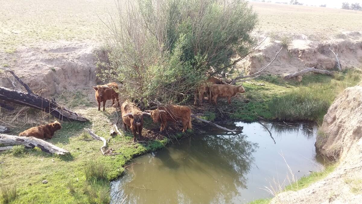 HIDING SPOT: A group of Scottish Highlanders escaping the heat. 
